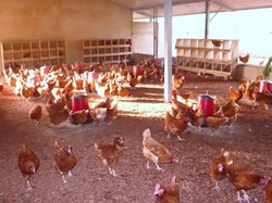 Poulailler de PORGA <a style='color: #fff;' href='/uploaded/photo/benin-ferme-avicole-54aea41e575aa.jpg'>(Télécharger)</a>