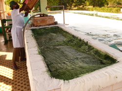 Récolte de la Spiruline <a style='color: #fff;' href='/uploaded/photo/burkina-faso-spiruline-54aea24fca444.jpg'>(Télécharger)</a>