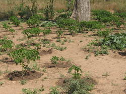 Septembre 2014

Les 1ères plantations de piments, d'oignons, de manguiers et de laitues ! <a style='color: #fff;' href='/uploaded/photo/senegal-kamiack-vie-au-village-54660442313f8.jpg'>(Télécharger)</a>