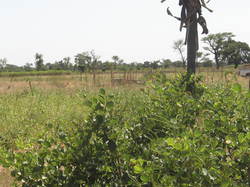  <a style='color: #fff;' href='/uploaded/photo/senegal-kamiack-vie-au-village-5466045334926.jpg'>(Télécharger)</a>