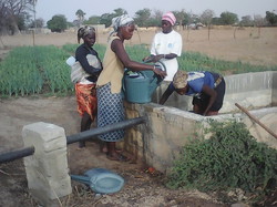 Le travail des femmes au Jardin Maraicher <a style='color: #fff;' href='/uploaded/photo/senegal-kamiack-vie-au-village-55422e5c0b3b6.jpg'>(Télécharger)</a>