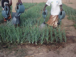 Le Jardin Maraicher a bien pris forme !

Les récoltes sont là, grâce notamment au travail fourni sur place. <a style='color: #fff;' href='/uploaded/photo/senegal-kamiack-vie-au-village-55422e6348309.jpg'>(Télécharger)</a>