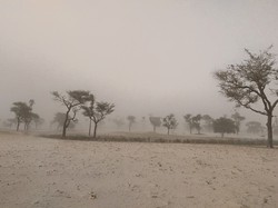 Sur le chemin du village
23.06.15 <a style='color: #fff;' href='/uploaded/photo/senegal-kamiack-vie-au-village-558aa21446d57.jpg'>(Télécharger)</a>