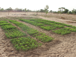 Les cultures du Jardin Maraicher <a style='color: #fff;' href='/uploaded/photo/senegal-kamiack-vie-au-village-55b23b7f3933e.jpg'>(Télécharger)</a>