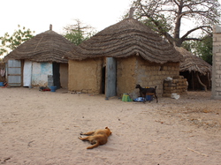les habitations à Kamiack <a style='color: #fff;' href='/uploaded/photo/senegal-kamiack-vie-au-village-55b23d8c6e8af.jpg'>(Télécharger)</a>