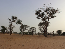 Sur la piste pour aller au village de Kamiack <a style='color: #fff;' href='/uploaded/photo/senegal-kamiack-vie-au-village-55b23dfe663ac.jpg'>(Télécharger)</a>