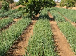 Exemple de Jardin Maraicher par Keurdafrique (avec qui nous sommes en contact pour réaliser le nôtre) <a style='color: #fff;' href='/uploaded/photo/senegal-la-vie-a-kamiack-536126e7dd33b.jpg'>(Télécharger)</a>