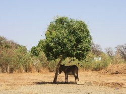 Un petit coin d'ombre ... <a style='color: #fff;' href='/uploaded/photo/senegal-la-vie-a-kamiack-5361273b68aca.jpg'>(Télécharger)</a>