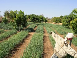  <a style='color: #fff;' href='/uploaded/photo/senegal-la-vie-a-kamiack-536127ccdc021.jpg'>(Télécharger)</a>