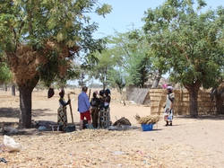 Michel et les femmes au travail pour le Mil <a style='color: #fff;' href='/uploaded/photo/senegal-village-de-kamiack-535e7469834a7.jpg'>(Télécharger)</a>
