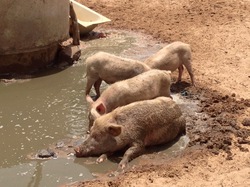 Bon.... certains aiment l'eau sale à côté du futur 
